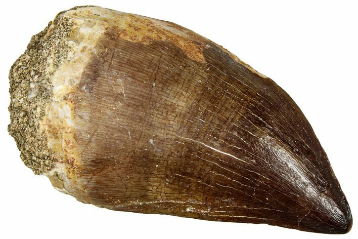Fossil Mosasaur (Thalassotitan) Tooth - Morocco #330255